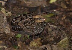 Odontophorus capueira