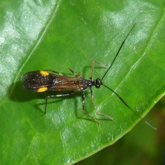 Graptocleptes