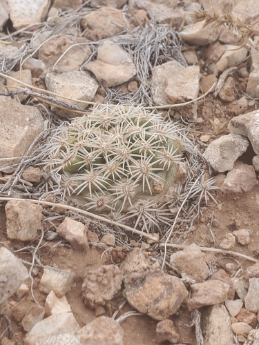 Pediocactus bradyi