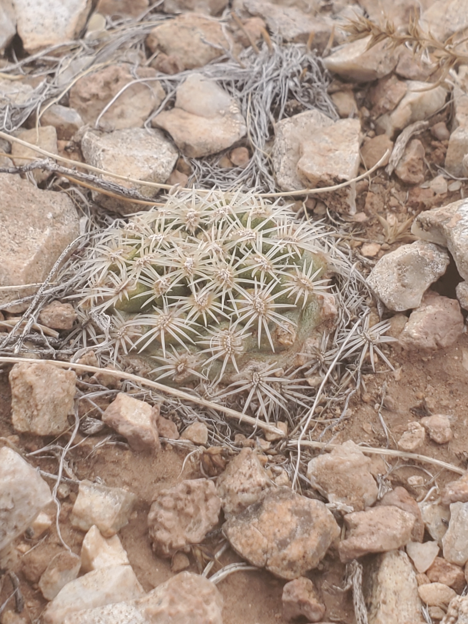 Pediocactus bradyi