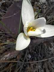 Crocus carpetanus