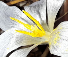 Crocus carpetanus