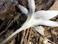 Crocus carpetanus