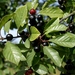 Alder Buckthorn - Photo (c) Sten Porse, some rights reserved (CC BY-SA)
