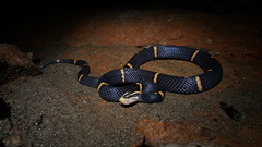 Black-Headed Burmese Viper photo 4