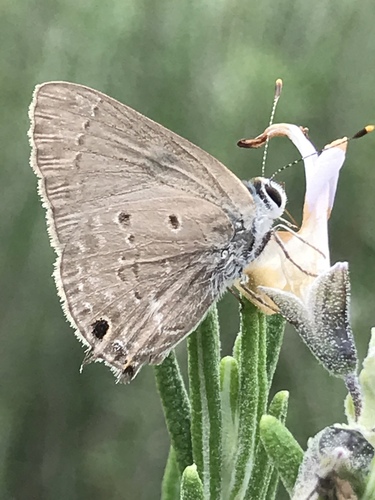 Mallow Scrub-Hairstreak
