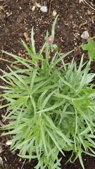 Vernonia lindheimeri