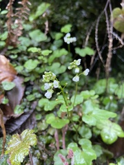 Cardamine flagellifera
