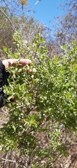 Baccharis heterophylla