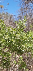 Baccharis heterophylla