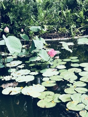 Nelumbo nucifera