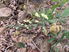Baptisia bracteata leucophaea