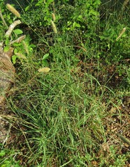 Setaria sphacelata torta