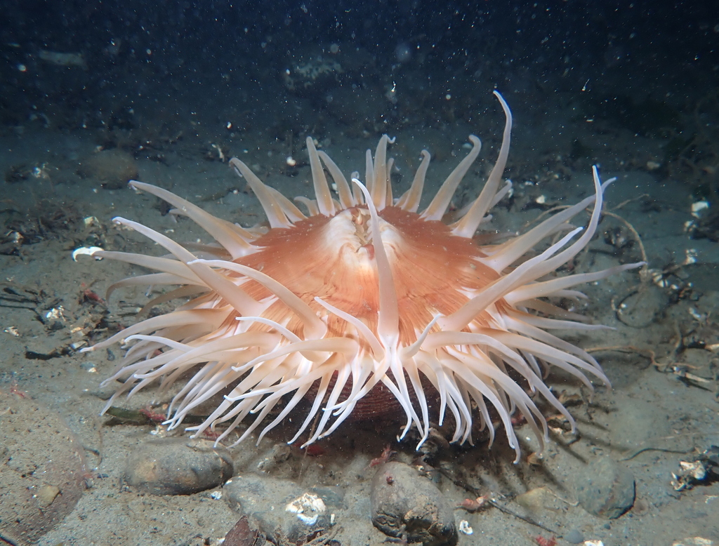 Sand Rose Anemone