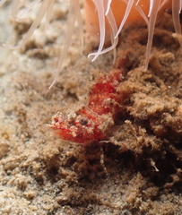 Spirontocaris snyderi