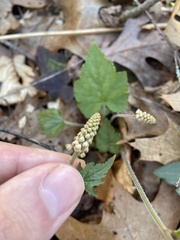 Tiarella austrina