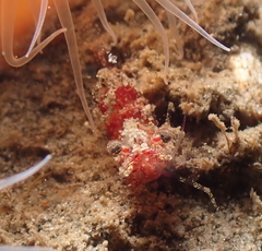 Spirontocaris snyderi