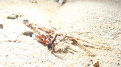 Odontopyxis trispinosa