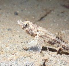 Odontopyxis trispinosa