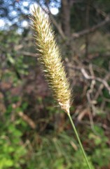 Setaria sphacelata torta