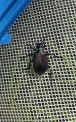 Calosoma alternans