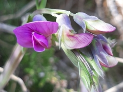 Lathyrus linifolius