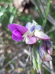 Lathyrus linifolius