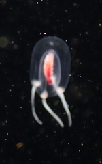 Euphysa