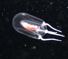 Euphysa