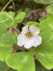 Oxalis