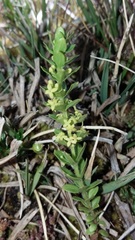 Cruciata laevipes