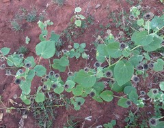 Abutilon guineense