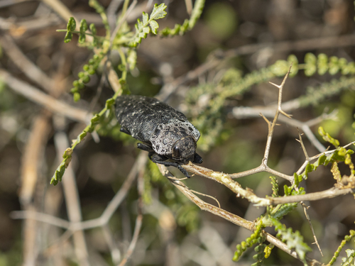 Flat-headed Root-borer, path from Filothei hill to Lato, Athens, Attica, Greece, photo 8 of 10
