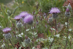 Cousinia tianschanica