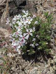 Phlox hoodii