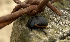 Chrysolina lucidicollis