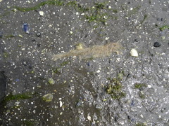 Desmarestia aculeata