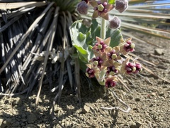 Asclepias californica californica