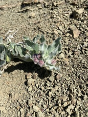 Asclepias californica californica