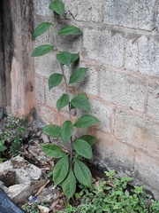 Heliotropium verdcourtii