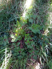 Geranium robertianum