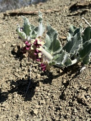 Asclepias californica californica