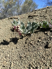 Asclepias californica californica