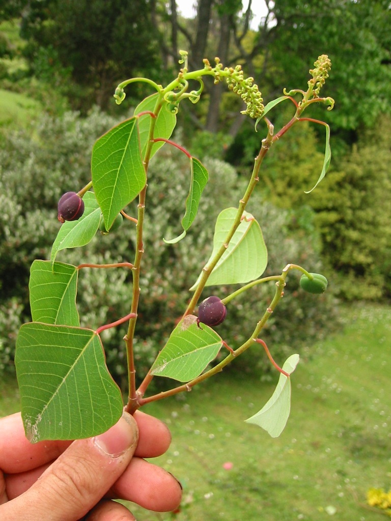 Homalanthus