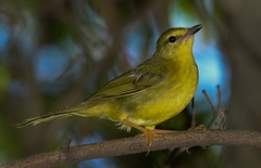 Myiothlypis flaveola