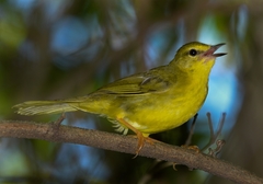Myiothlypis flaveola