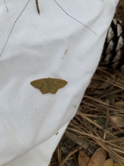 Thalera pistasciaria