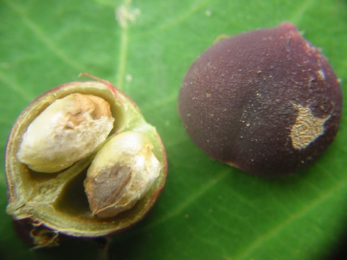 Homalanthus populifolius
