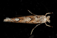 Phyllonorycter apparella
