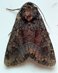 Apamea amputatrix
